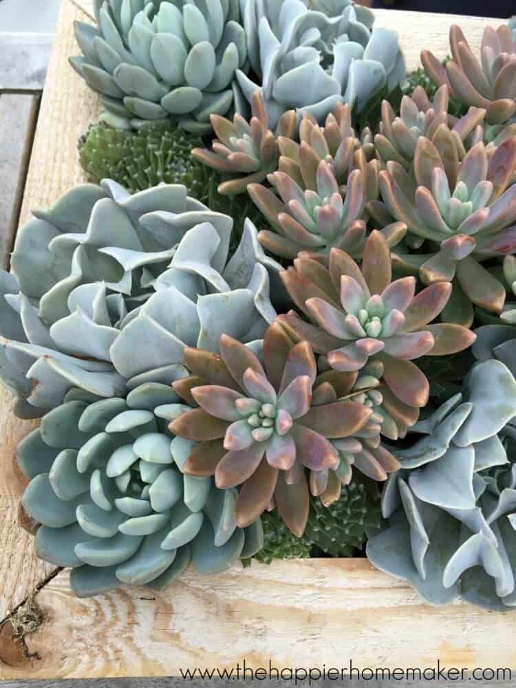 How to Divide and Root Succulents