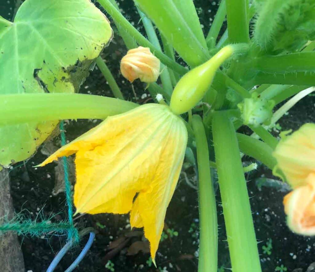 female squash flower