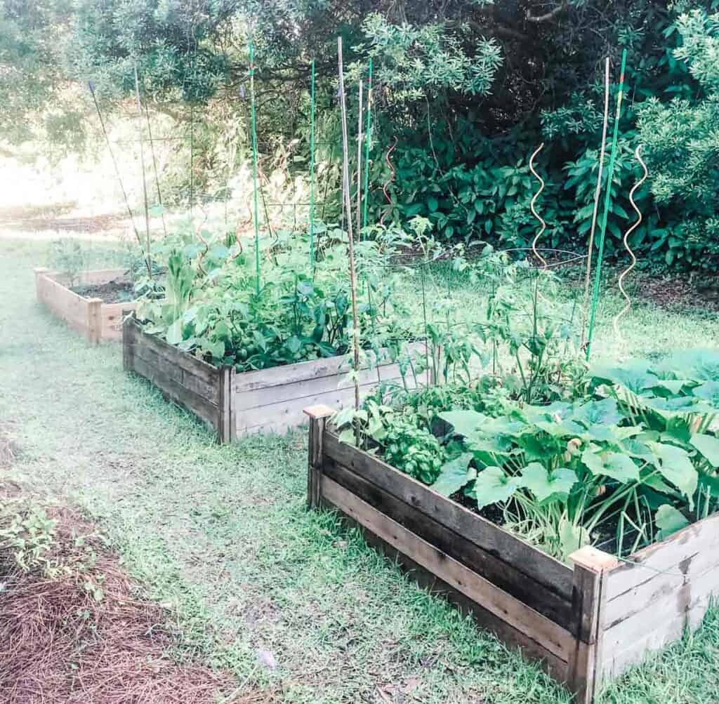 three raised garden beds in grass with vegetables planted in them
