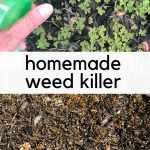 before and after collage of weeds in the ground with text reading homemade weed killer