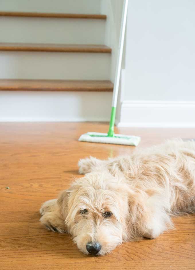 A dog lying on the floor 