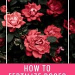 how to fertilize roses text rose bush