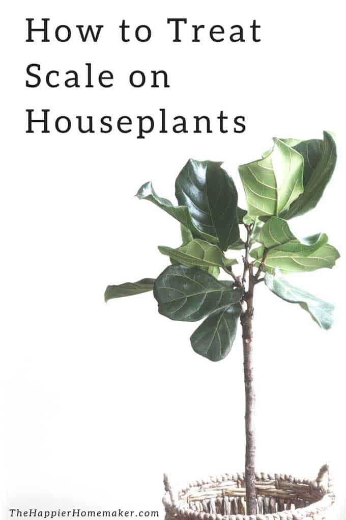 How to Get Rid of Scale on Houseplants