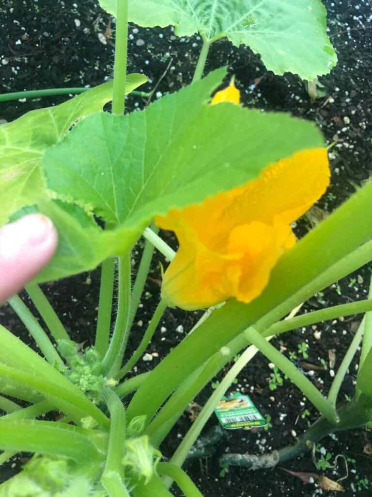 male squash flower