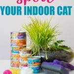text reading "how to spoil your indoor cat" over photo of friskies canned cat food stacked next to cat brush, cat grass, and cat toys