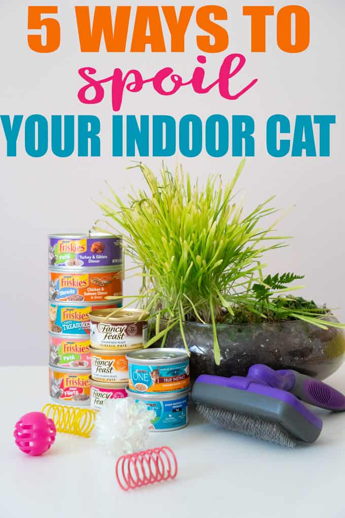 5 Ways to Spoil Your Indoor Cat